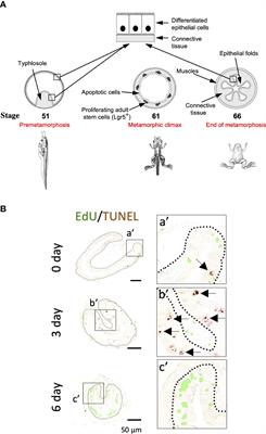 Cell cycle activation in thyroid hormone-induced apoptosis and stem cell development during Xenopus intestinal metamorphosis